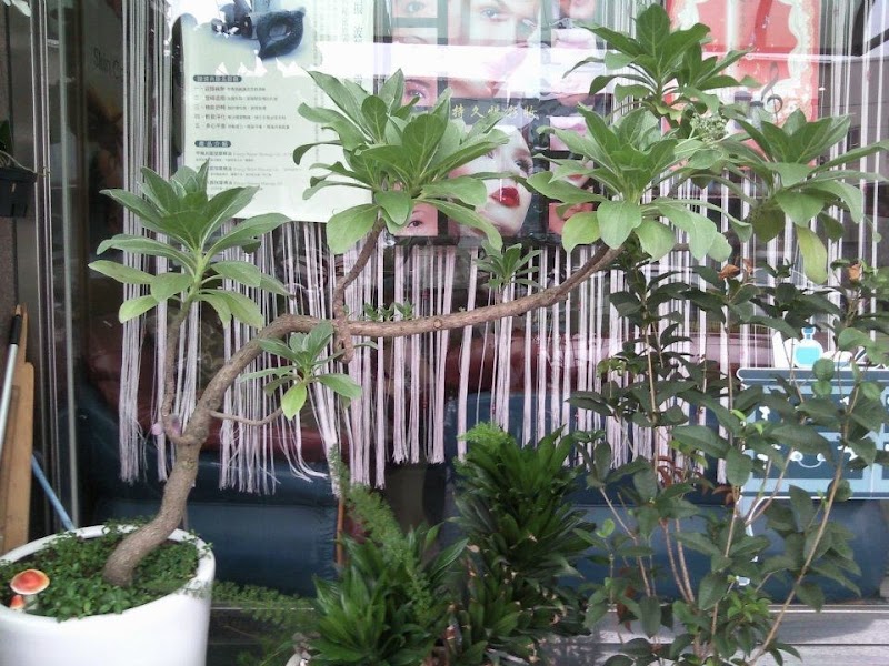 香草天空spa美療舒活館 - 店家實景照片 7 - 嘉義
